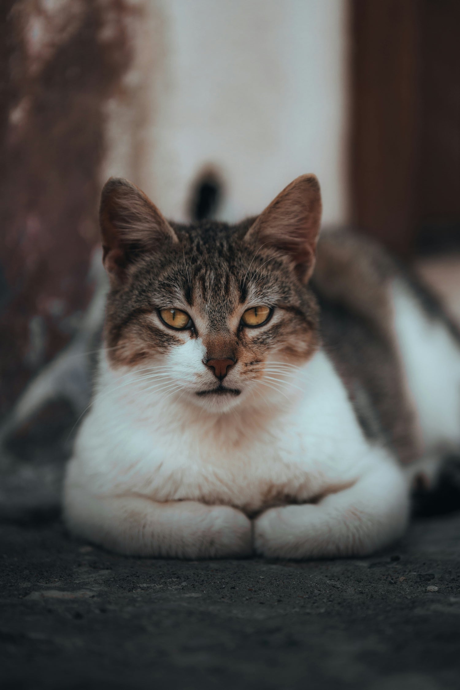 FOR CAT