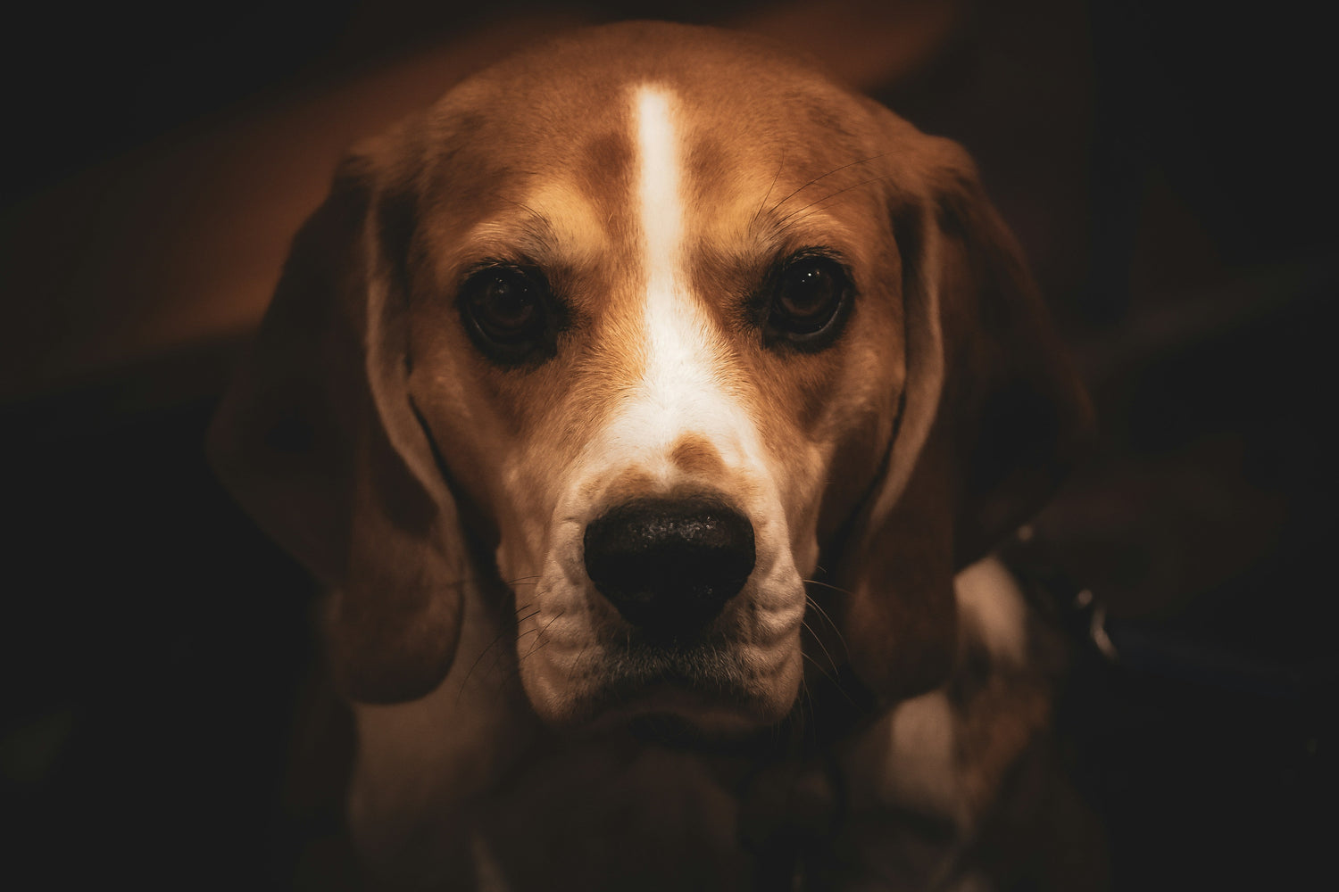 FOR DOG